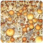 Псилоцибиновые (галлюциногенные)  грибы Psilocybin "Golden Teacher" в Эртиле