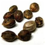 Семена марихуаны АК-47  (Seeds AK-47) в Эртиле